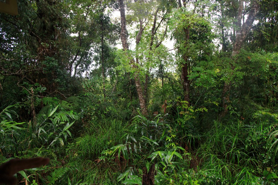 Dense jungle