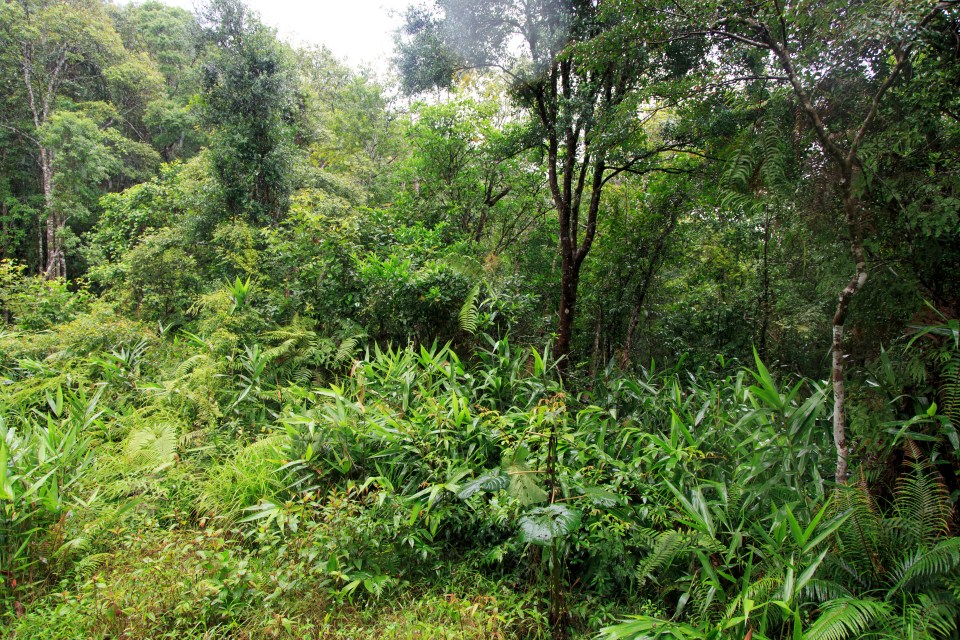 Looking down a clearing