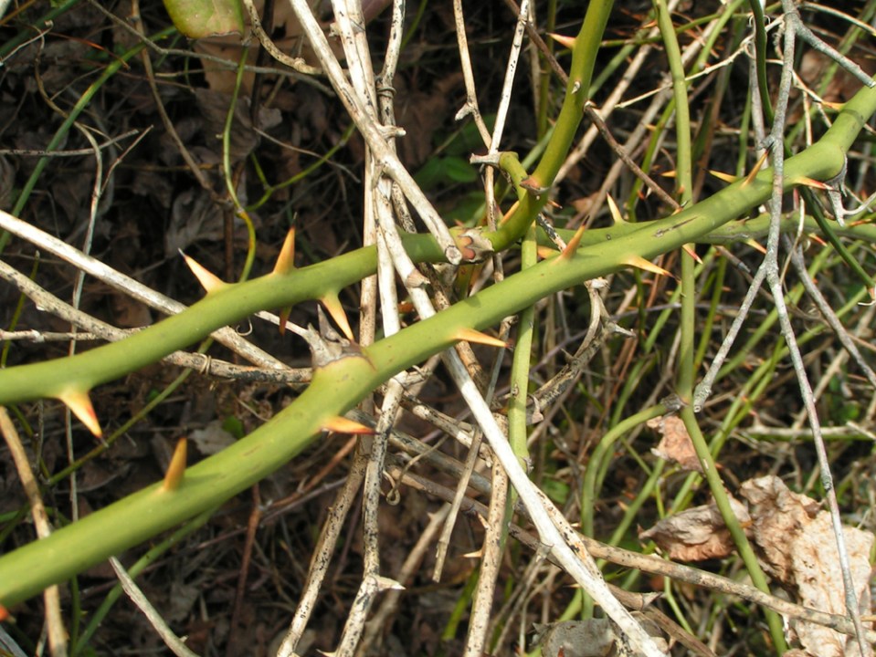 MINOLTA DIGITAL CAMERA