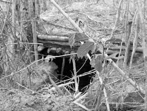 This image has an empty alt attribute; its file name is lp11bunkers_orig.jpg